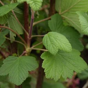 Ribes sanguineum 'King Edward VII' 60-80 cm